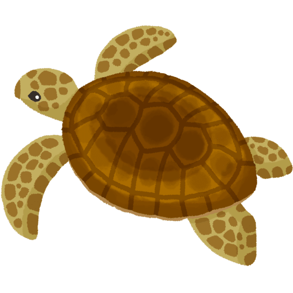 沖縄植物イラスト